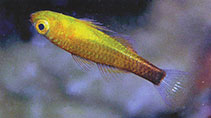 Image of Trimma flavatrum (Wasp pygmygoby)