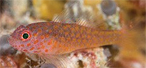 Image of Trimma flammeum (Flame pygmygoby)