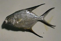 Image of Trachinotus goodei (Great pompano)