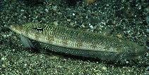 Image of Trichonotus halstead (Gold-bar sand-diver)