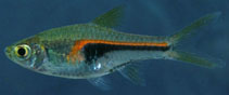 Image of Trigonostigma hengeli (Glowlight rasbora)