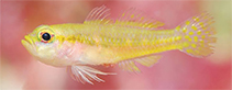 Image of Trimma hotsarihiense (Helen Reef pygmygoby)