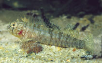 Image of Trinorfolkia incisa (Notched triplefin)