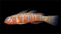 Image of Trimma insularum (Cocos pygmygoby)