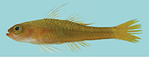 Image of Trimma kitrinum (Citron pygmygoby)