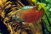 Image of Trichogaster lalius (Dwarf gourami)