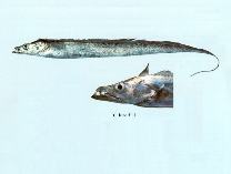 Image of Trichiurus lepturus (Largehead hairtail)