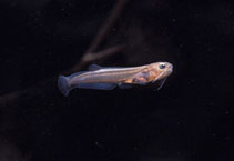 Image of Trichogenes longipinnis (Long-finned cambeva)