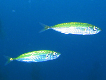 Image of Trachurus longimanus (Crozet scad)