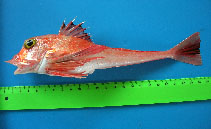 Image of Trigla lyra (Piper gurnard)