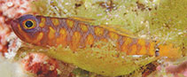 Image of Trimma maiandros (Zigzag pygmygoby)