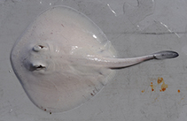 Image of Trygonoptera mucosa (Western shovelnose stingaree)