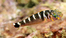 Image of Trimma multiclitellum (Multisaddle pygmy goby)