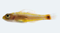 Image of Trimma nasa (Nasal-bar pygmygoby)