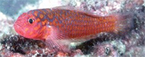 Image of Trimma necopinum (Australian pygmygoby)