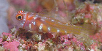 Image of Trimma nomurai (Lilac pygmygoby)