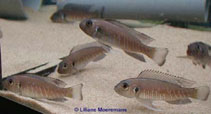 Image of Triglachromis otostigma 