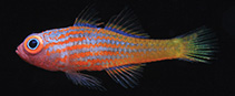 Image of Trimma pajama (Pajama pygmygoby)