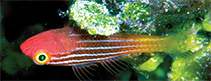 Image of Trimma pajama (Pajama pygmygoby)