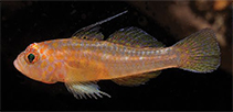 Image of Trimma papayum (Pawpaw pygmygoby)