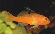 Image of Trimma papayum (Pawpaw pygmygoby)