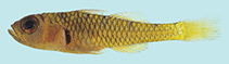 Image of Trimma pentherum (Mourning pygmygoby)