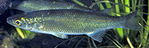 Image of Trachystoma petardi (Pinkeye mullet)