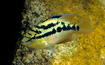 Image of Trichromis salvini (Yellow belly cichlid)