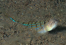 Image of Trachinocephalus trachinus 