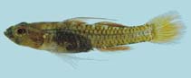 Image of Trimmatom zapotes (Hard-drinking atomgoby)