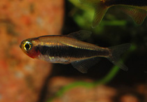 Image of Tucanoichthys tucano 