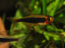 Image of Tucanoichthys tucano 