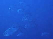 Image of Atropus mentalis (Longrakered trevally)