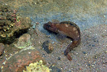 Image of Ulvaria subbifurcata (Radiated shanny)