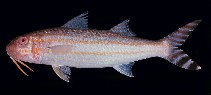 Image of Upeneus taeniopterus (Bandtail goatfish)