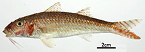 Image of Upeneus aurorae (Aurora goatfish)