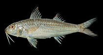 Image of Upeneus farnis (Farnis\