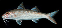 Image of Upeneus madras (Madras goatfish)