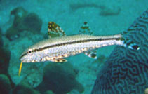 Image of Upeneus oligospilus (Shortfin goatfish)