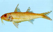 Image of Upeneus guttatus (Two-tone goatfish)