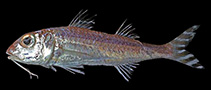 Image of Upeneus stenopsis (Narrowtail goatfish)