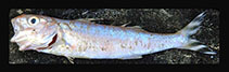 Image of Upeneus vanuatu (Vanuatu goatfish)