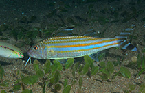 Image of Upeneus vittatus (Yellowstriped goatfish)