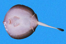 Image of Urotrygon cimar 