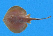 Image of Urotrygon nana (Dwarf stingray)