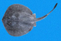 Image of Urotrygon simulatrix (Fake round ray)