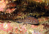 Image of Uropterygius wheeleri (Jigsaw moray)