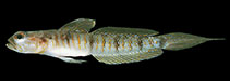 Image of Vanderhorstia auronotata (Gold-marked shrimpgoby)