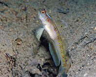 Image of Vanderhorstia belloides (Bella shrimpgoby)