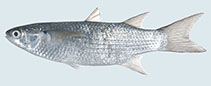 Image of Moolgarda buchanani (Bluetail mullet)